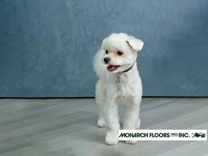 Monarch Floors 1953 Inc, Monarch, Monarch Floors, Monarch Floors Edmonton, vinyl flooring edmonton, edmonton vinyl flooring, vinyl flooring near me, vinyl flooring store near me, vinyl flooring, vinyl plank flooring, vinyl tile flooring, luxury vinyl floo